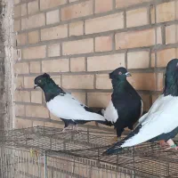 کبوتر سینه مشکی نر