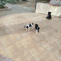 واگزاری‌سگ‌پیت‌پول
