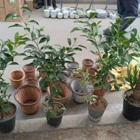 گل فروشی ابوالفضل|گل و گیاه طبیعی|پاکدشت, پاکدشت (مامازند)|دیوار