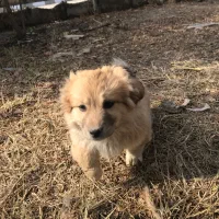 توله پامر شیتزو