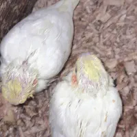 جوجه عروس هلندی لوتینو سرلاکی مناسب برای دستی کردن|پرنده|خمینی‌شهر, |دیوار