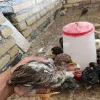 جوجه رسمی