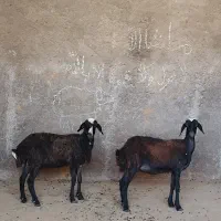 شیشک|حیوانات مزرعه|قم, سراجه (۱۵ خرداد)|دیوار