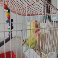 طوطی برزیلی