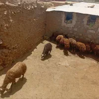 ۱۰عددمیش وبره