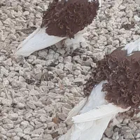 جکسون نر بافر گوسفندی بالا|پرنده|داراب, |دیوار