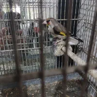 سهره ماده کرمانی جوجه قفس رام رام