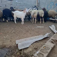 بره گوسفند|حیوانات مزرعه|رامیان, |دیوار