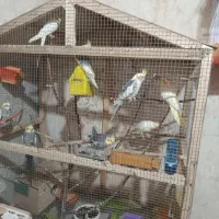 ۱۰عدد عروس هلندی ۲عدد مرغ مینا و ۳عدد فنچ|پرنده|بوکان, |دیوار