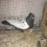 ماده سیه سیاه کت پاک