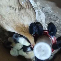 ۱۵عدد جوجه محلی بدون مادر|حیوانات مزرعه|زابل, |دیوار