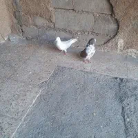 کاشانی ساعت بالا|پرنده|شوشتر, |دیوار