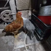 مرغ وخروس عربی