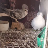 ساده سبز مگسی|پرنده|تربت‌حیدریه, نواب صفوی|دیوار