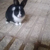 خرگوش|موش و خرگوش|پاکدشت, حصار امیر|دیوار