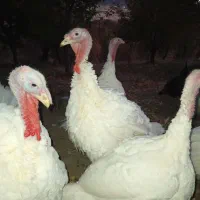 فروش بوقلمون