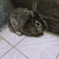 خرگوش مینی لوپو