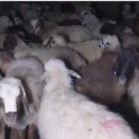 گوسفند با ماشین مدل بالا و تراکتور مدل ۹۶به بالا