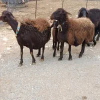 گوسفند داشتی|حیوانات مزرعه|فیروزآباد (لرستان), |دیوار