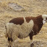 بره نر|حیوانات مزرعه|شوش, |دیوار