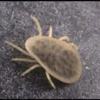 سمپاشی تضمینی ساس سوسک کنه۱۰۰٪(رسالت پنچتن گلشهر )|خدمات نظافت|مشهد, طلاب|دیوار