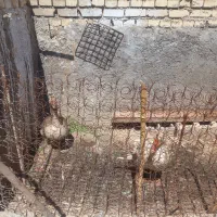 دوعدد غاز نروماده