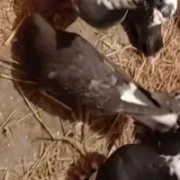 کفتر گم شوده