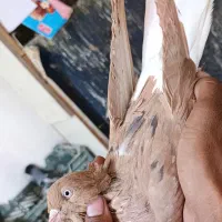 ماده‌زردمسفدخال سیاه
