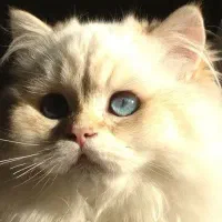 گربه بیریتیش لانگ هیر