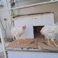 جوجه مرغ 4ماهه
