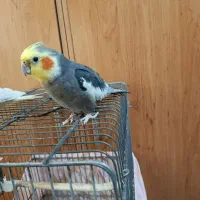 عروس هلندی نره مست مست اماده سخنگو|پرنده|تهران, امین حضور|دیوار