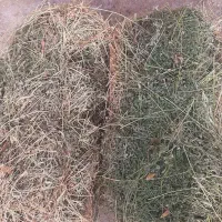 علوفه یونجه و کاه امسال