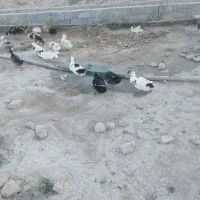 فروش اردک تمیز|حیوانات مزرعه|لنده, |دیوار