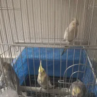 جوجه عروس نرمه خور کینگ سایز