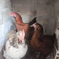 مرغ محلی تخمگذار و خروس محلی|حیوانات مزرعه|وحیدیه, |دیوار