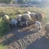 میش زایده|حیوانات مزرعه|میناب, |دیوار