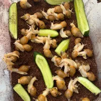حلزون آلبینو