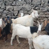 بزداشتی|حیوانات مزرعه|دهدشت, |دیوار