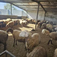 فروش گوسفند و بره (نمایشگاه دام مازندران)|حیوانات مزرعه|طبقده, |دیوار