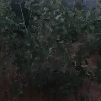 باغ-2000-متری-نشاط