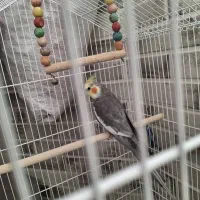 یک عدد عروس هلندی،ویک جفت فنچ با قفس|پرنده|شاهین‌شهر, شهرک گلدیس|دیوار