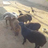 بره گوسفند نر تخمی قره قزل شین بش