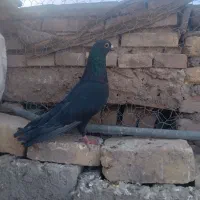 ۳ عدد کفتر ۱۴۰۰میلیون