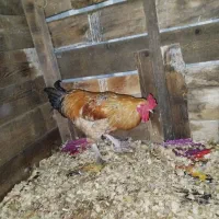 خروس برهما