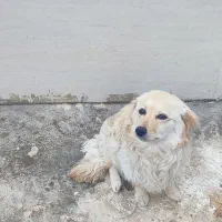 سگ پامرین روباهی خانگی