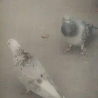 این دو حیوان نر فروشی