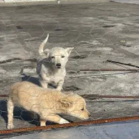 پاکوتاه سرابی