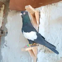 سرک سیاه نر هوایی