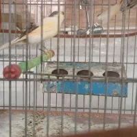 قناری ابلغ و دارچینی