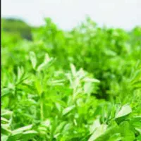 یونجه پرسی درجه یک ، تحویل در محل شما